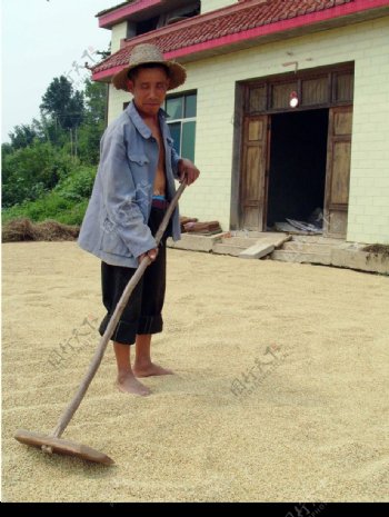 农民在收晒稻谷