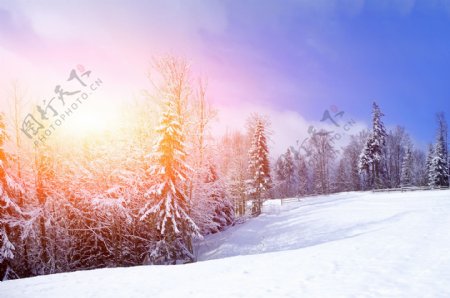 冬季阳光森林图片