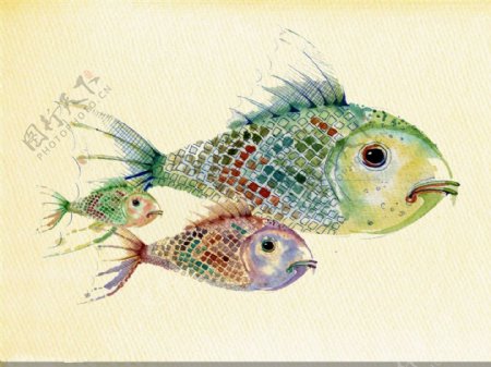三只水彩鱼插画