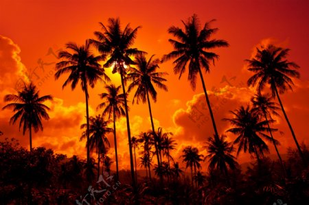 海边落日下的椰子树图片