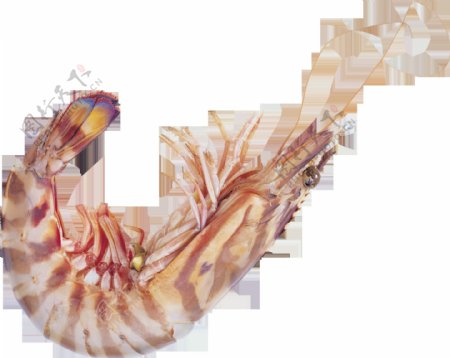卷着尾巴的小虾免抠png透明图层素材