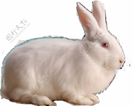 蹲着的白色兔子免抠png透明图层素材