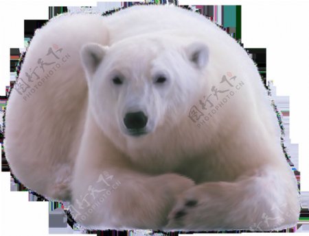 趴着休息的北极熊免抠png透明图层素材