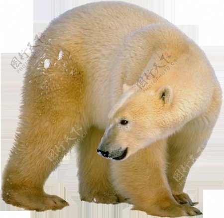 黄色北极熊免抠png透明图层素材