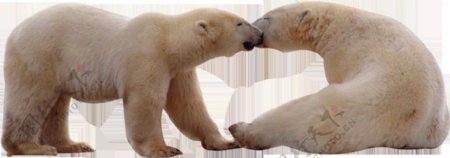 接吻的两只北极熊免抠png透明图层素材