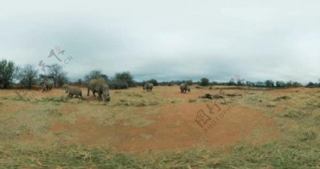 南非犀牛VR视频