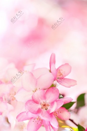 粉红色鲜花背景底纹图片