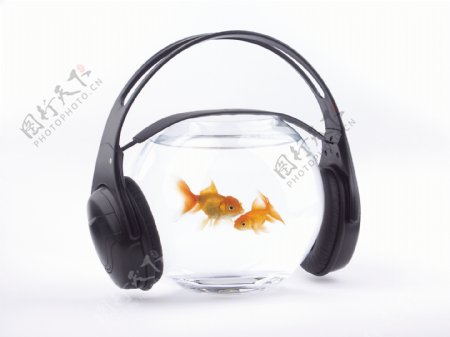 鱼缸里的金鱼与耳机图片