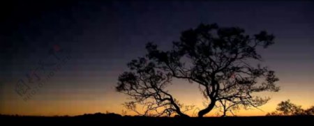 夕阳下的大树自然风光美景高清实拍视频素材