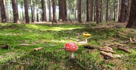 森林里的野蘑菇