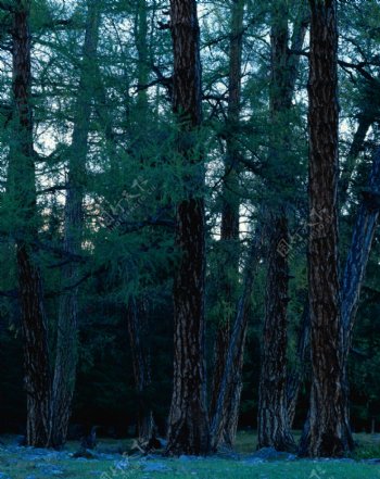 森林树木摄影图片