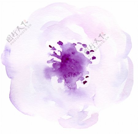 紫色美丽花朵图片素材