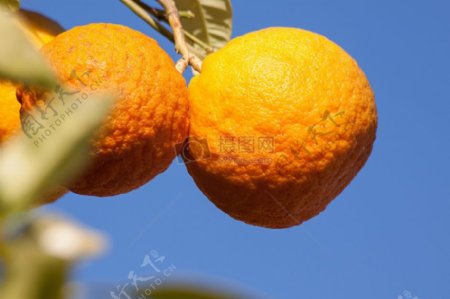 树上的橙色橘子