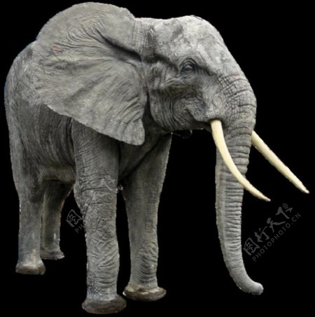 灰色可爱大象图免抠png透明图层素材