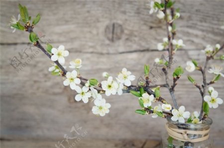 白色樱花插花图片