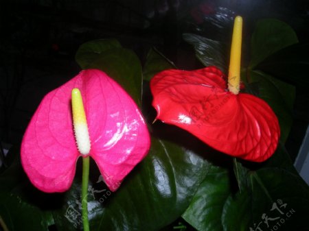 红掌鲜花摄影图片