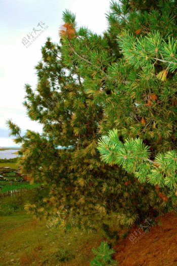 西伯利亚松树风景图片