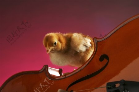 站在小提琴上的小鸡图片