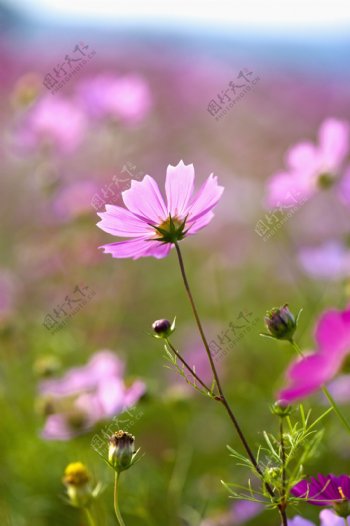阳光下的粉色雏菊花图片图片