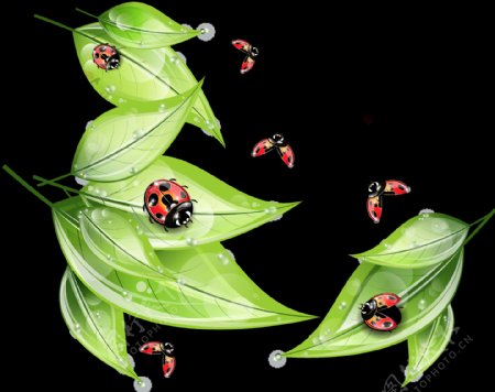 叶子瓢虫插画免抠png透明图层素材