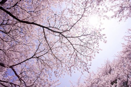 天空下的樱花树图片