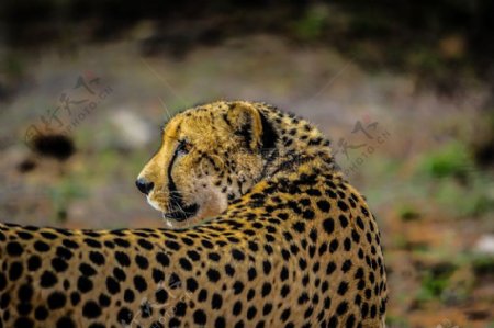 非洲猫野生动物园猫猎豹野生生活大猫野生动物野生猫