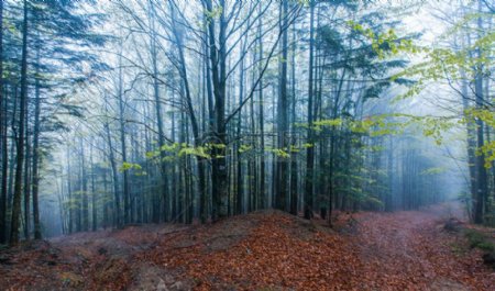 高山森林树木雾路春天树叶小径喀尔巴阡山脉乌克兰