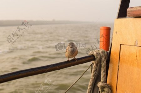 海鸟小船动物旅行旅行者模糊麻雀中岸