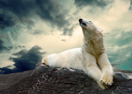 石头上的北极熊摄影图片