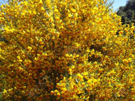 花黄色树巴塔哥尼亚阿根廷
