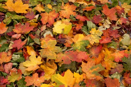 秋天地上的落叶背景图片