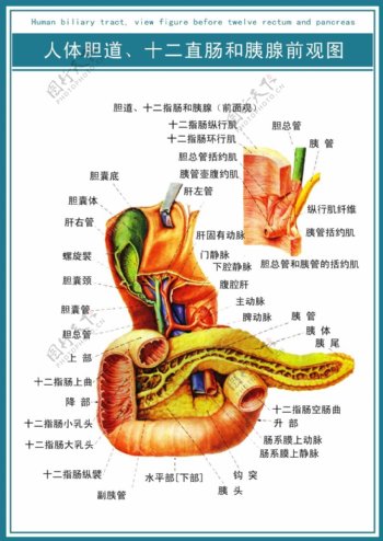 医学展板人体胆道十二直肠和胰腺前观图