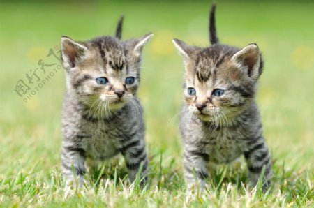 草地上的两只小猫图片