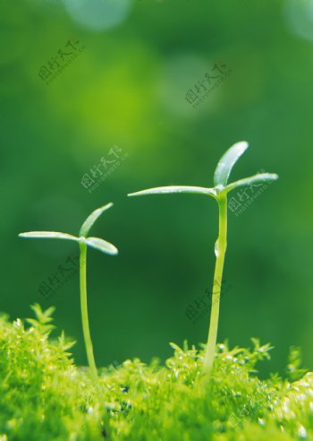 绿芽与露珠图片