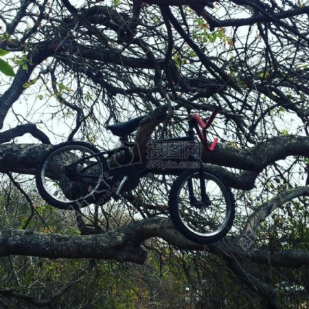 树木公园树叶树自行车自行车挂树林