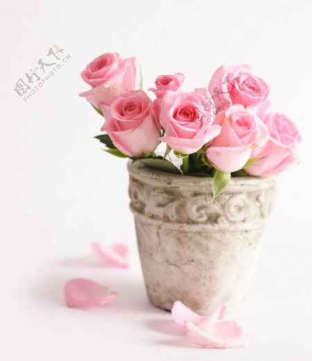 玫瑰花花盆图片