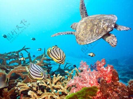 海底世界乌龟与珊瑚图片
