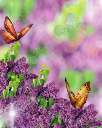 梦幻花卉与蝴蝶图片