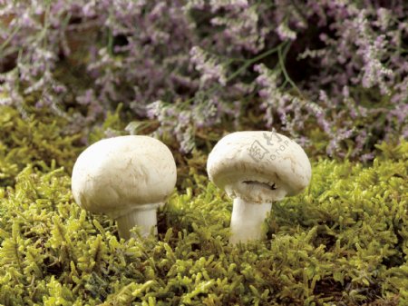 长在草地里的蘑菇图片