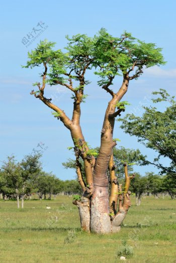 非洲草原树木风景图片