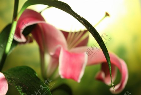 葵百合鲜花摄影图片