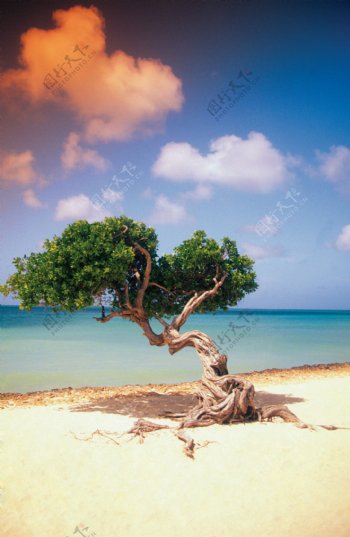 沙滩上的陈年老树图片