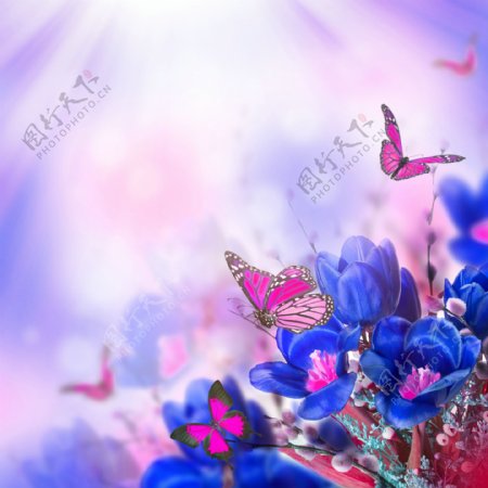 飞舞的蝴蝶与花朵图片