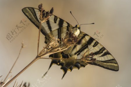 蝴蝶摄影图片