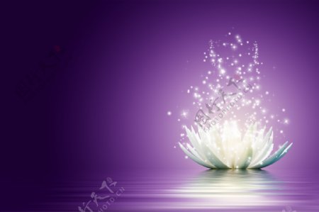 紫色背景下的花瓣与光芒图片