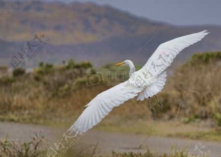 自然鸟飞动物白色喙着陆羽毛白鹳