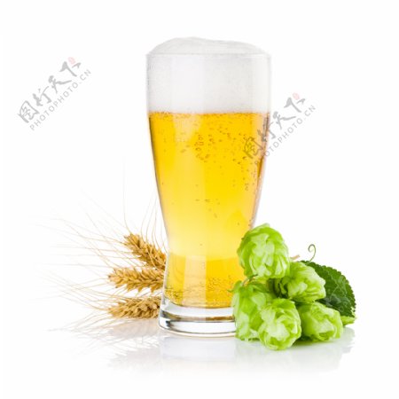 大麦啤酒花和玻璃杯中的啤酒图片