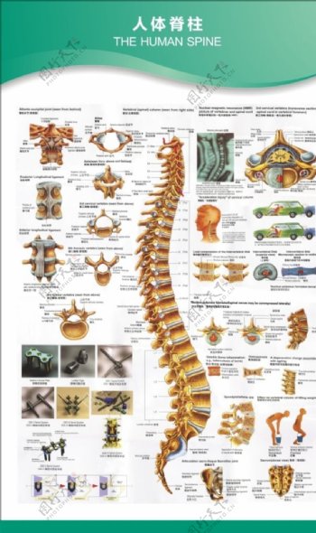 人体脊柱