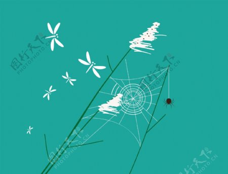 白色植物蜻蜓蜘蛛背景图