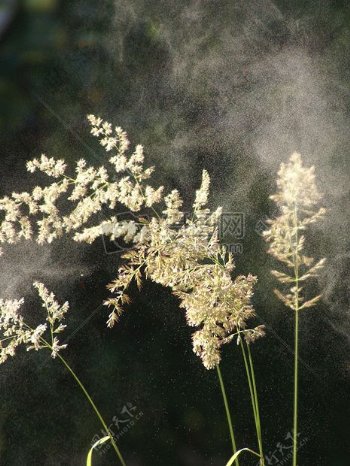 烟雾里的草穗